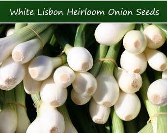 Vegetable Seeds- White Lisbon  Bunching Onion -50 Seeds-Tasty Pearl-White-Delicate Onion Flavor -All Natural -Thrives in Heat or Cold