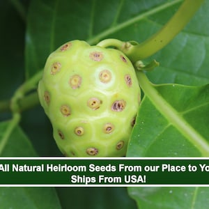 Indian Mulberry- Rare 10 seeds -Tropical Plant -Noni Plant -  -Morinda-Save Big on More Packs -Mix and Match! Sale!