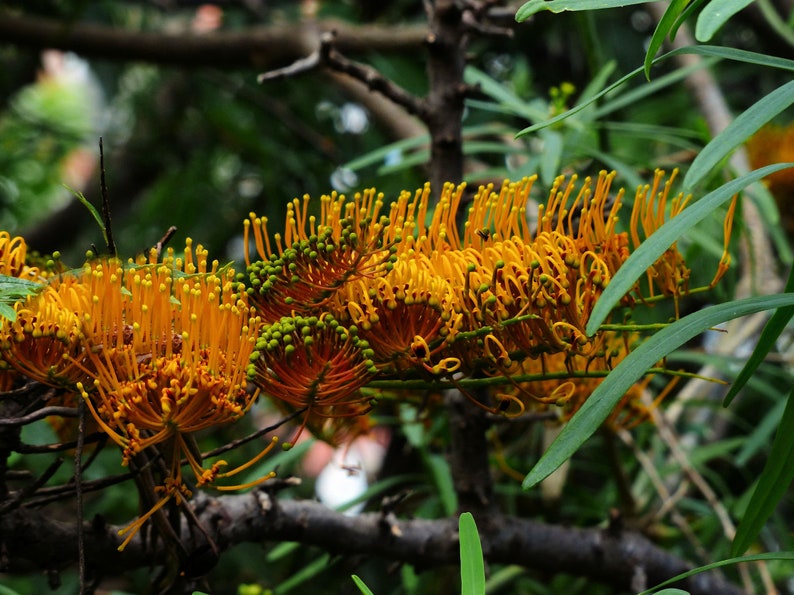 5 Seeds Silky Oak Tropical or Bonsai Gardening evergreen | Etsy