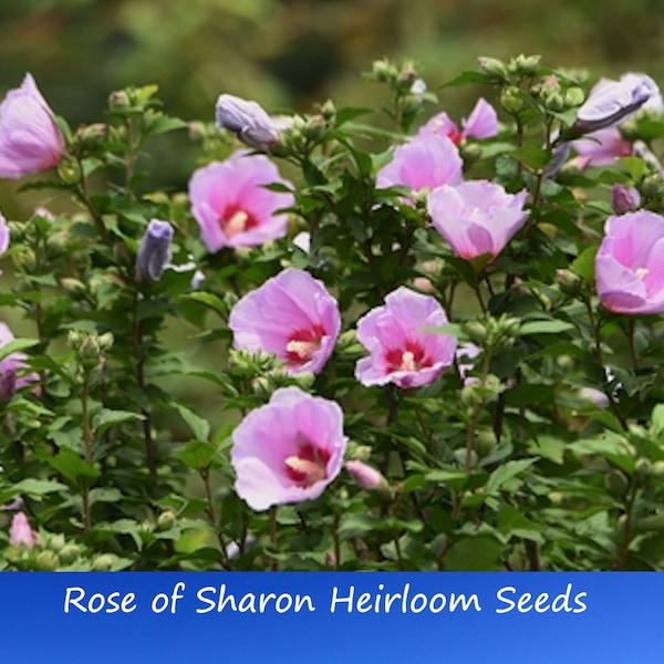 Tropical Seeds- Rose of Sharon-20 Heirloom Seeds-   -Hibiscus Syriacus