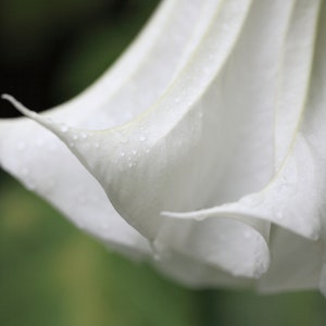 10 Heirloom Seeds -Snow White Angels Trumpet-- Brugmansia suaveolens-Save Big on More Packs Mix and Match! Sale!