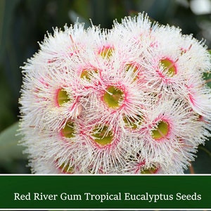 Red River Gum Seeds: Eucalyptus camaldulensis - Drought Tolerant