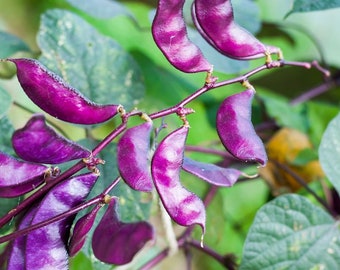 Heirloom Seeds - Hyacinth Bean - 20 Seeds -Ornamental -Lablab purpureus