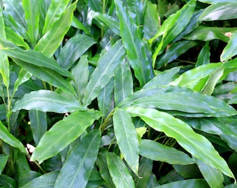 50 Tropical Seeds- Java Cardamon - Multi-use Ornamental Plant - Spice -Amomum maximum