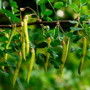 Tropical Seeds Umbrella Thorn Acacia 20 Seeds-See Listing Tree Seed Acacia Tortilis Vachellia image 2