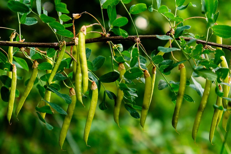 Tropical Seeds Umbrella Thorn Acacia 20 Seeds-See Listing Tree Seed Acacia Tortilis Vachellia image 2