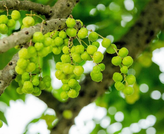 10 Seeds Indian Gooseberry Container Gardening Hummingbirds And Erflies Love To Visit The Lovely Blooms Phyllanthus Emblica