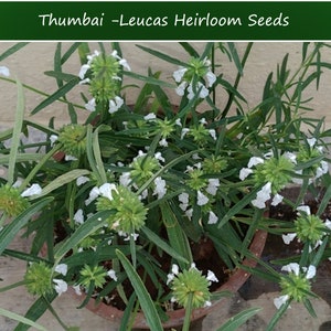 Herb Seeds Leucas aspera Thumbai 20 Garden Herb Seeds See Listing Below Herb Garden Indoors or Out image 3