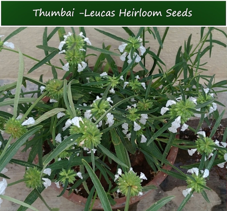 Herb Seeds Leucas aspera Thumbai 20 Garden Herb Seeds See Listing Below Herb Garden Indoors or Out image 3