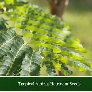 5 Heirloom All Natural Tropical Seeds -Albizia richardiana -  Save Big on More Packs -Mix and Match- Sale!