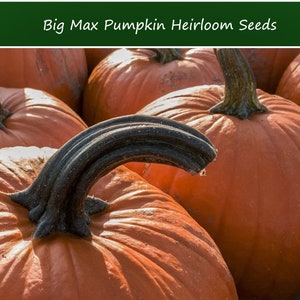 20 Heirloom Vegetable Seeds- Pumpkin-Big Max Pumpkin - All Natural-Perfect for Carving -Save Big on More Packs -Mix and Match! Sale!