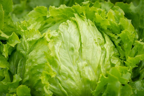 Iceberg Lettuce SEEDS 250 1000 Seed Options save Money Today