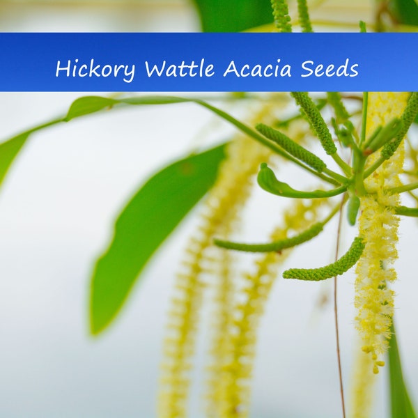 Tropical Seeds -Hickory Wattle Tree - 20 Seeds -Acacia Mangium