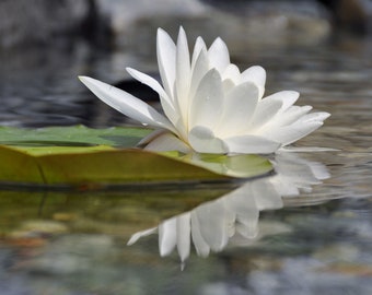 20 Seeds -European White Water Lily- -Aquatic -Ponds -Water Features - White Lotus Nymphaea alba