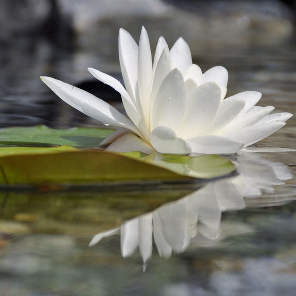 20 Seeds -European White Water Lily- -Aquatic -Ponds -Water Features - White Lotus Nymphaea alba
