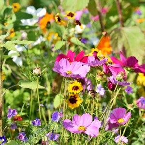 Pu&ograve; includere: Un giardino di fiori vibrante con una variet&agrave; di fiori rosa, viola e gialli in fiore. I fiori sono circondati da fogliame verde.