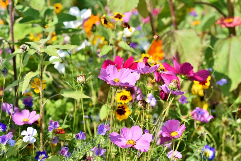 Pu&ograve; includere: Un giardino di fiori vibrante con una variet&agrave; di fiori rosa, viola e gialli in fiore. I fiori sono circondati da fogliame verde.