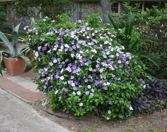 5 Seeds- Brunfelsia - -Yesterday Today and Tomorrow - 3 Colors One Plant