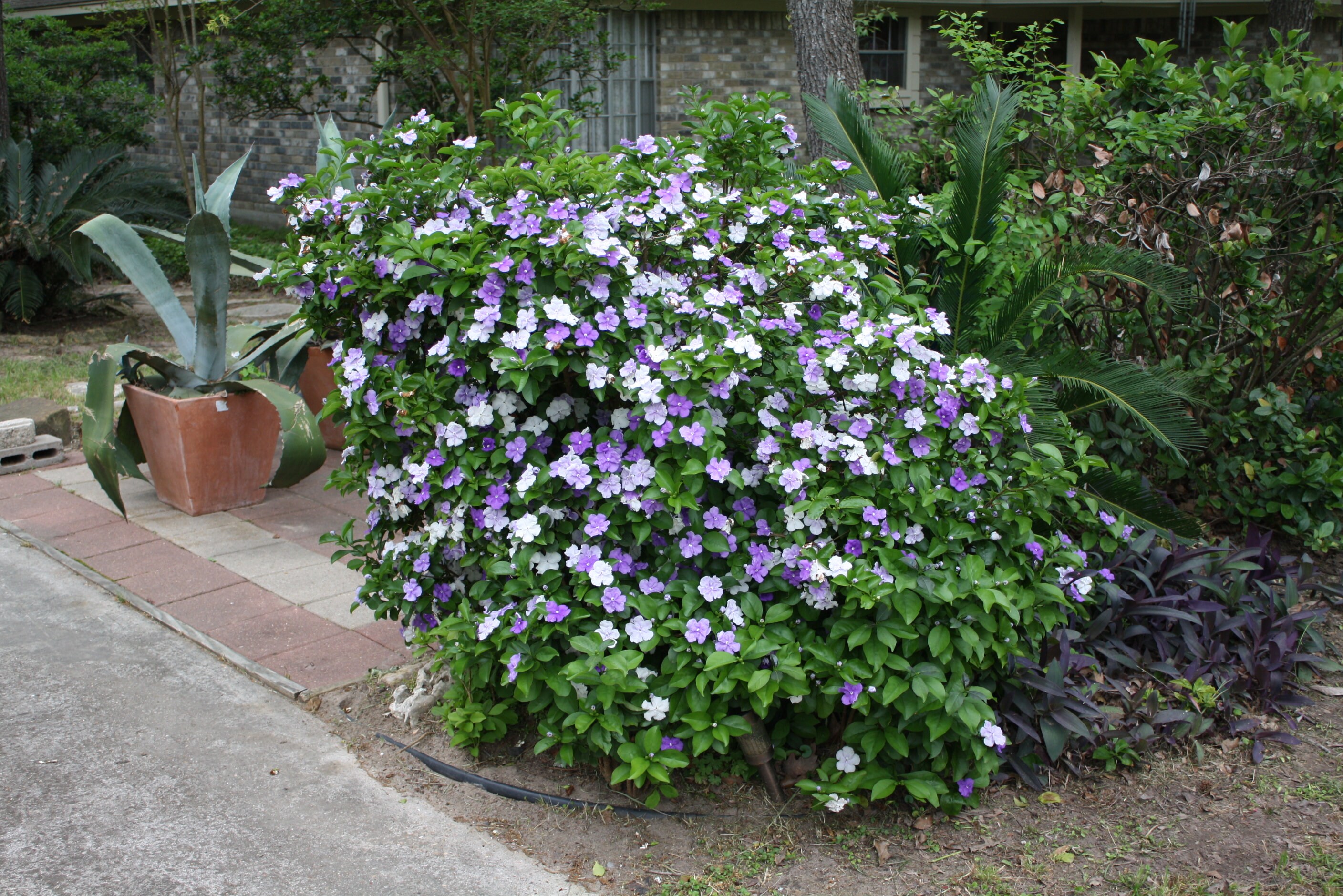5 Seeds Brunfelsia yesterday Today and Tomorrow 3 Colors One Plant ...