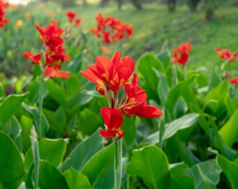 10 Tropical Canna Seeds- Sun or Shade- Canna Lily