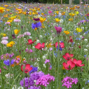 Pu&ograve; includere: Un campo di fiori selvatici in piena fioritura, con una variet&agrave; di colori tra cui rosso, rosa, giallo, blu e viola.