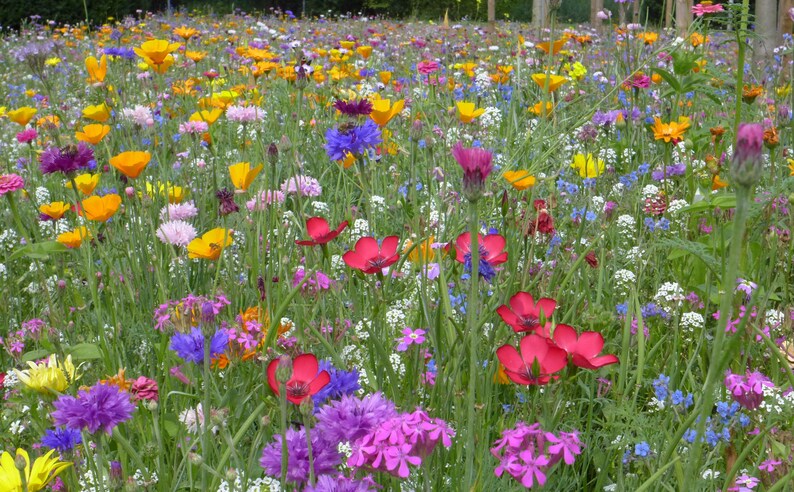 Pu&ograve; includere: Un campo di fiori selvatici in piena fioritura, con una variet&agrave; di colori tra cui rosso, rosa, giallo, blu e viola.