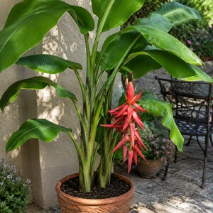 10 Heirloom Tropical Seeds -Red Flowering Banana-Musa haekkinenii