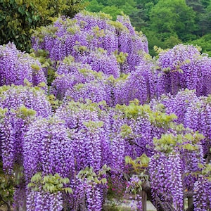 Wisteria- 5 Seeds-Perfect Bonsai Project or Standard- Wisteria sinensis-Save Big on More Packs-Mix and Match Sale!