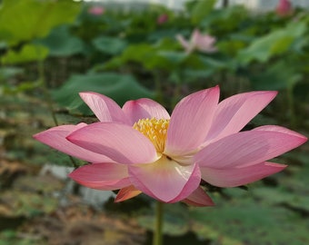 Heirloom Seeds -Wild Indian Lotus -5 Seeds -See Listing  - Water Plant -- Nelumbo nucifera