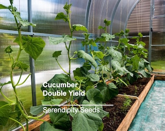 Organic Double Yield Cucumber Seeds - 20 Heirloom Vegetable Seeds-1920's Heirloom