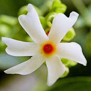 10 Seeds nyctanthes arbor-tristis night flowering jasmine CORAL JASMINE parijat 10 Seeds nyctanthes arbor-tristis night flowering jasmine CORAL JASMINE parijat