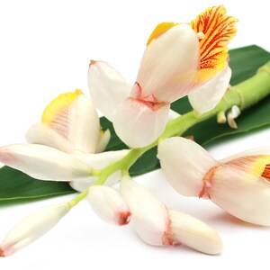 May include: A cluster of white ginger flowers with yellow and red accents, arranged on a green leaf.