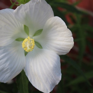 thumbnail image 2 of Hibiscus Coccineus Alba Seeds – White Texas Star Hibiscus – Herb Seeds 2 of 5