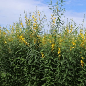 20 Wildflower Seeds -Smooth Rattlebox-Wildflower- -Crotalaria pallida-Save Big on More Packs -Mix and Match- Sale!