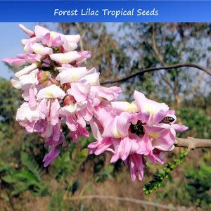 Tropical Seeds -Forest Lilac -10 Seeds-&quot;Mother of Cocoa&quot;-Perfect Container Tropical- Gliricidia Sepium-Save Big on More Packs Mix and Match!