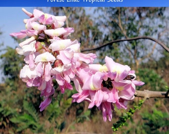 Semillas tropicales - Lila del bosque - 10 semillas - "Madre del cacao" - Ideal para macetas tropicales - Gliricidia sepium - ¡Ahorra mucho comprando más paquetes! ¡Mezcla y combina!