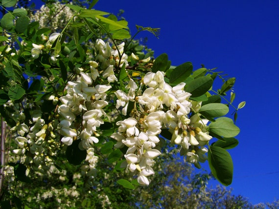 10 Seeds Black Locust Tree Multi Purpose Tree White Wisteria Like Flowers Robinia Pseudoacacia 10 Seeds Black Locust Tree Multi Purpose Tree White Wisteria Like Flowers Robinia Pseudoacacia