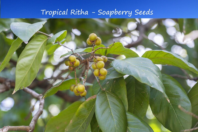 5 Rare Tropical Soap Nut Seeds! Ritha Tree - Sapindus mukorossi image 2