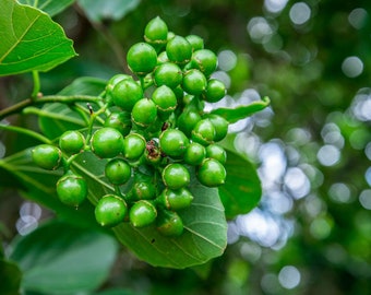 Tropical Seed -Anonang-10 Heirloom Seeds - Cordia Dichotoma