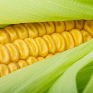 May include: Close-up of an ear of corn with the husks pulled back to reveal the yellow kernels.