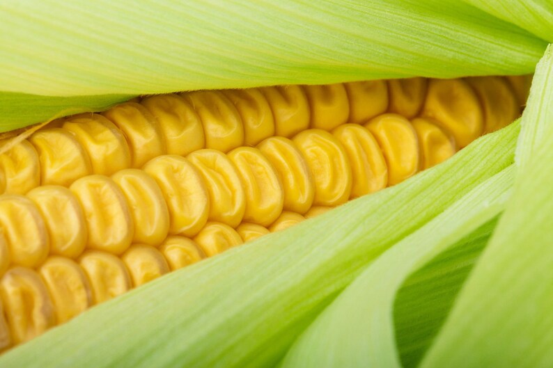 May include: Close-up of an ear of corn with the husks pulled back to reveal the yellow kernels.