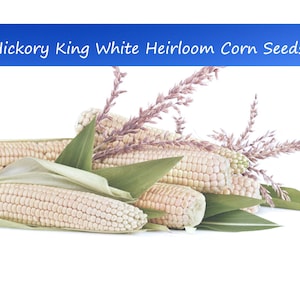 50 Heirloom Vegetable Seeds-Hickory King White Corn Seeds- 1800 Heirloom! Makes Corn Nuts-Save Big on More Packs -Mix and Match! Sale!