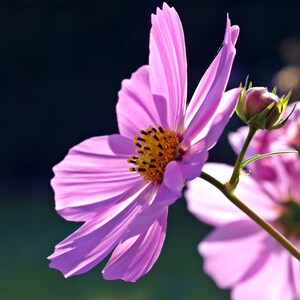 Flower Seeds Cosmos Sensation 100 Heirloom Seeds Border Gardens Cut Flowers image 2