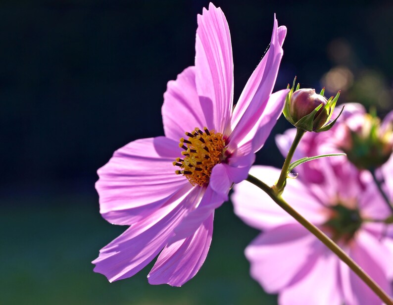 Flower Seeds Cosmos Sensation 100 Heirloom Seeds Border Gardens Cut Flowers image 2