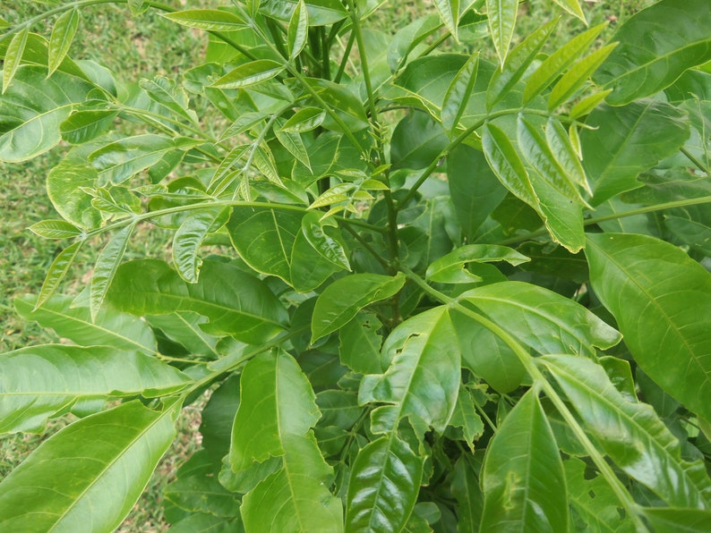 May include: A close-up of a green leafy plant with large, textured leaves. The leaves have a slightly yellowed hue and some have small holes.