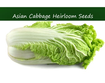 Vegetable Seeds- Chinese Cabbage -Michihili-- 100 Heirloom Seeds -  All Natural- Sweet Tender Vegetable Light Green