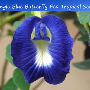 Tropical Flower Seeds  -Blue Butterfly Pea -20 Seeds -- -Clitoria ternatea -Perfect for Trellis -Groundcover - See Listing Below
