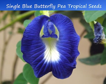 Tropical Flower Seeds  -Blue Butterfly Pea -20 Seeds -- -Clitoria ternatea -Perfect for Trellis -Groundcover - See Listing Below