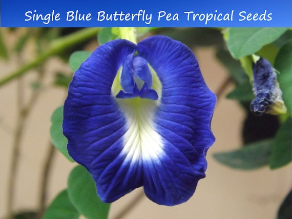10 Blue Butterfly Pea Seeds -Clitoria ternatea -Buy More Save More-Mix & Match!
