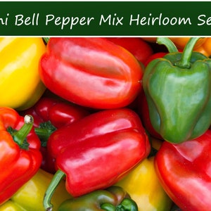 20 All Natural Heirloom Pepper Seeds-Serendipity&#39;s Mini Bell Sweet Pepper Color Mix -Save Big on More Packs -Mix and Match! Sale!
